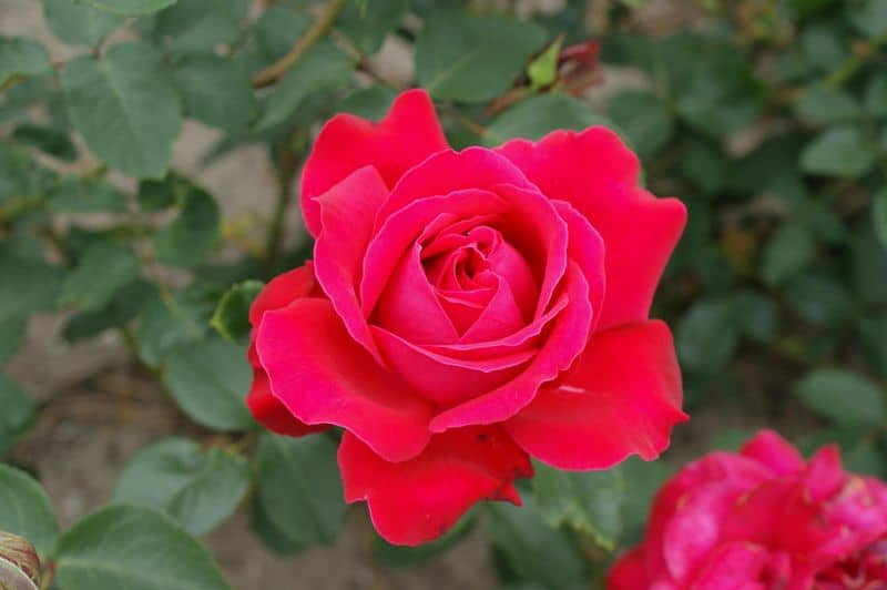 Dame de Coeur