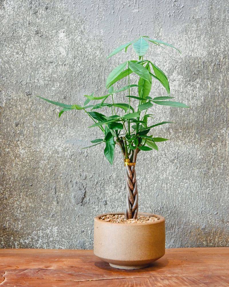 Money Tree (Pachira aquatica)