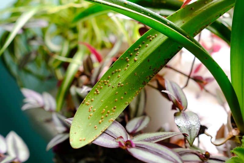 Combat Pests