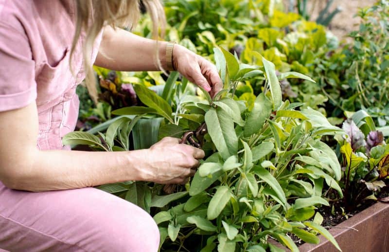 Fertilize Sparingly
