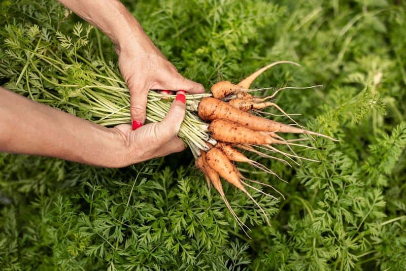 Harvest at the Right Time