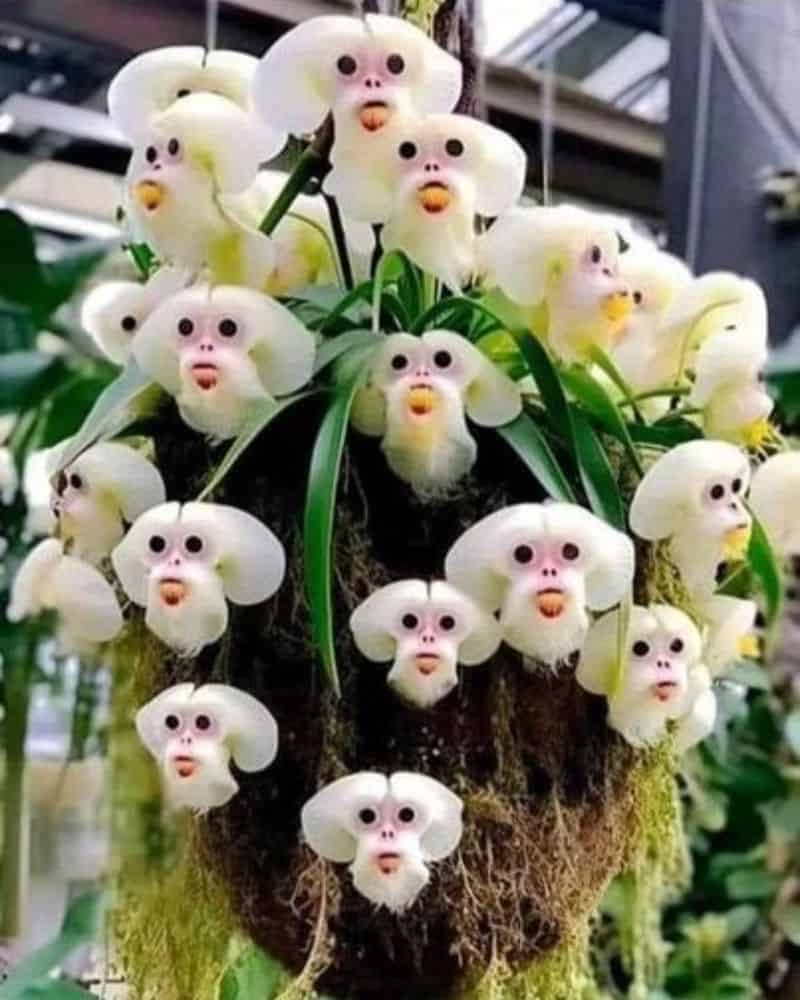 Monkey Face Orchid (Dracula simia)