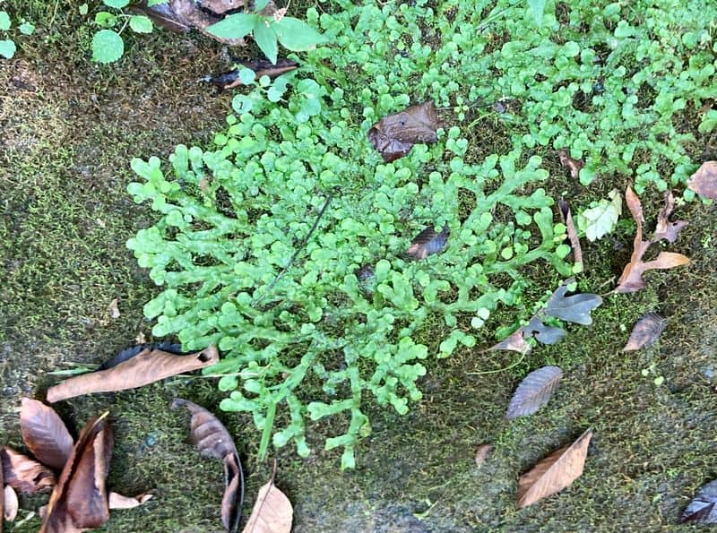 Liverworts