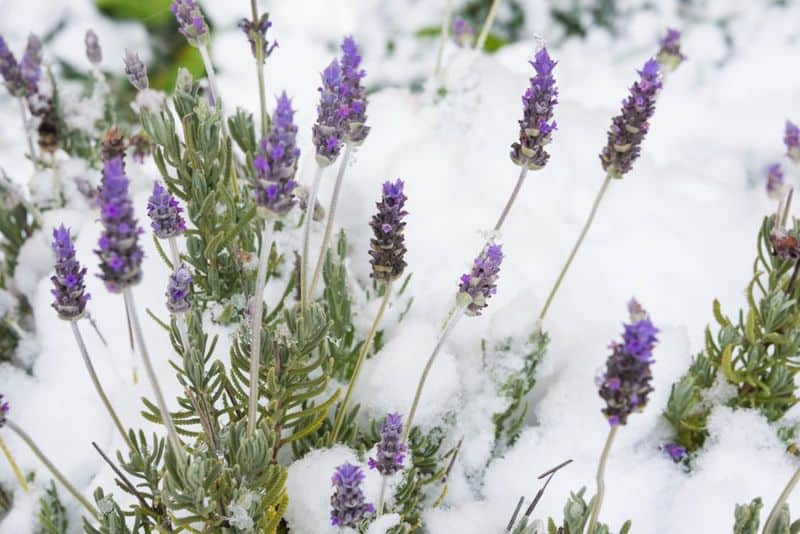 Winter Protection