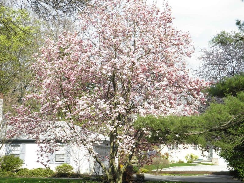 Pruning Techniques