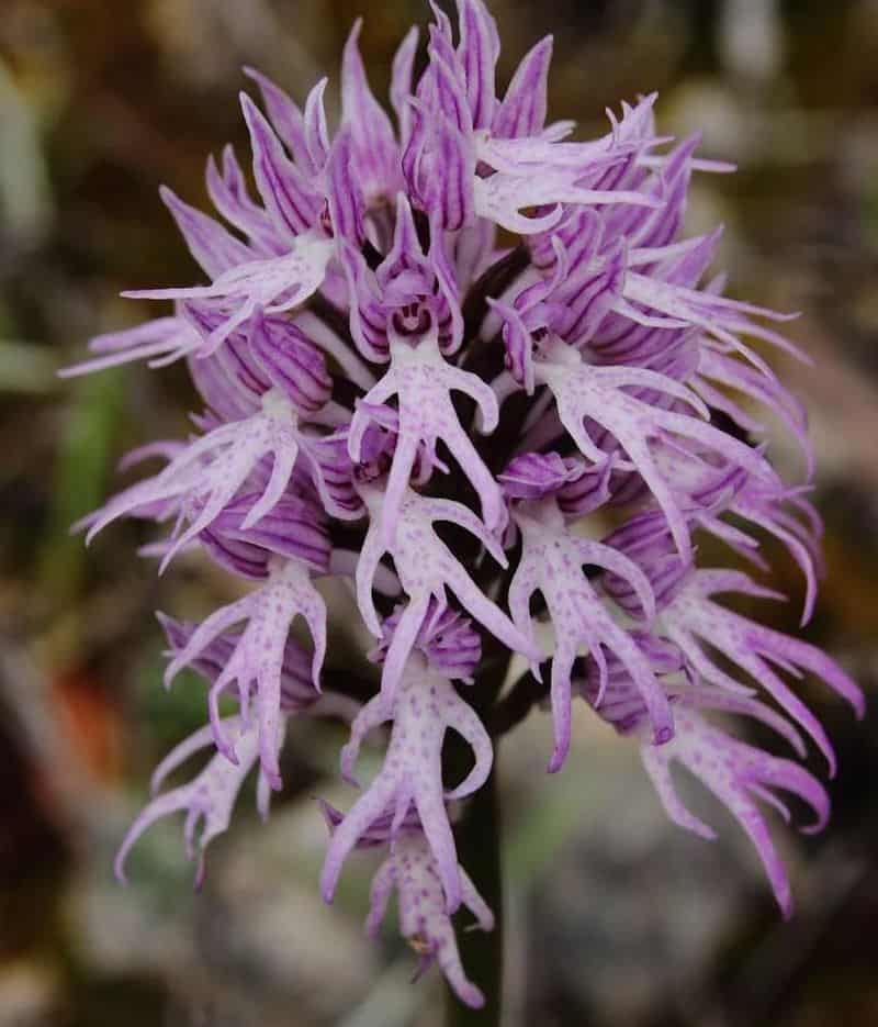 Naked Man Orchid (Orchis italica)