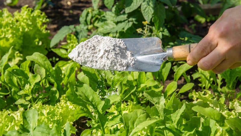 Diatomaceous Earth