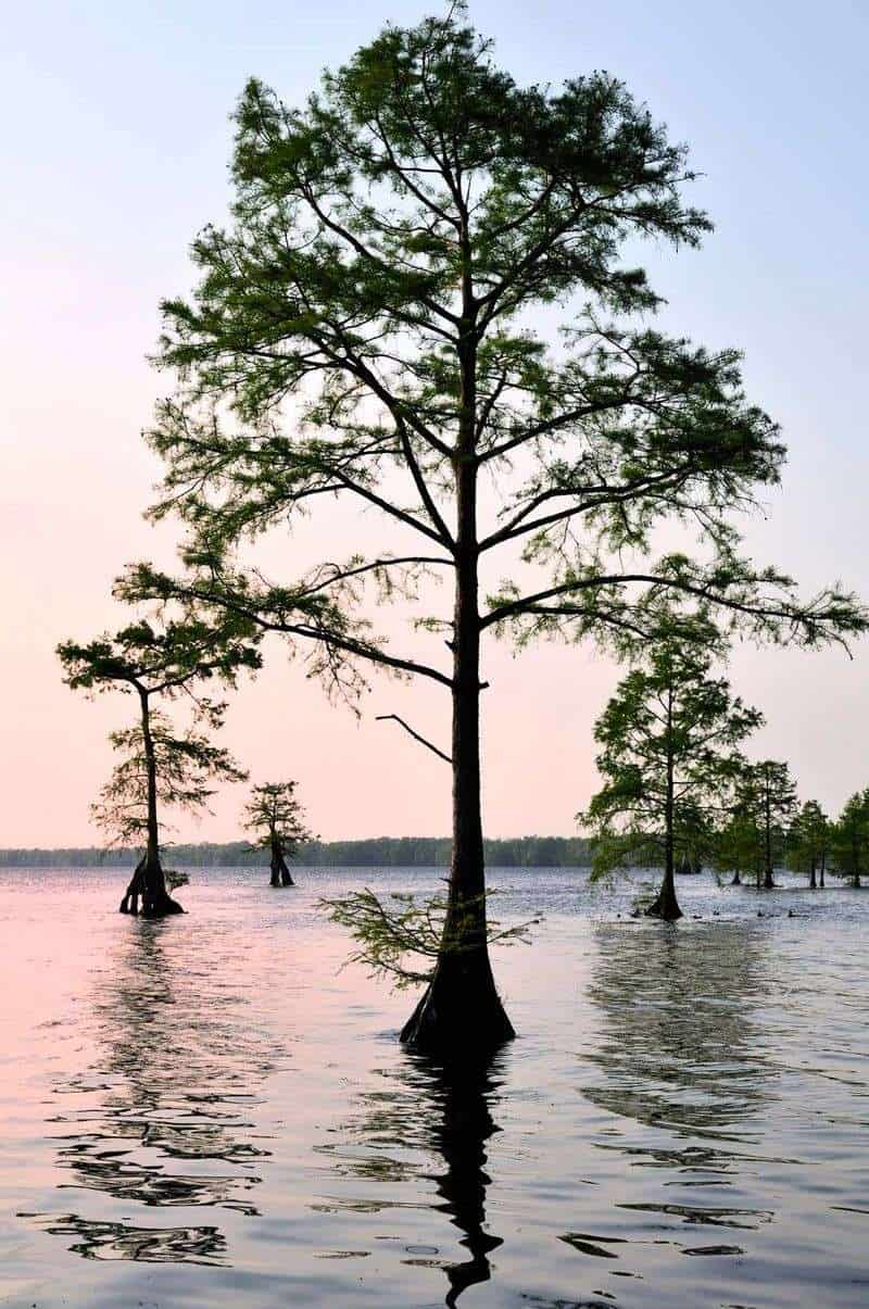 Bald Cypress