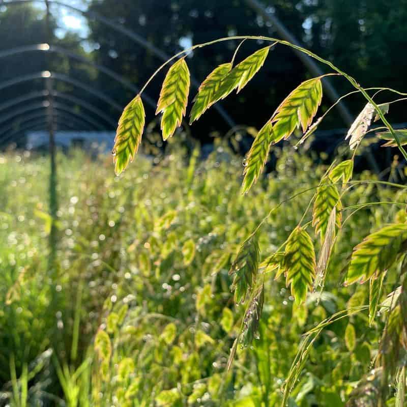 Northern Sea Oats (Chasmanthium latifolium)
