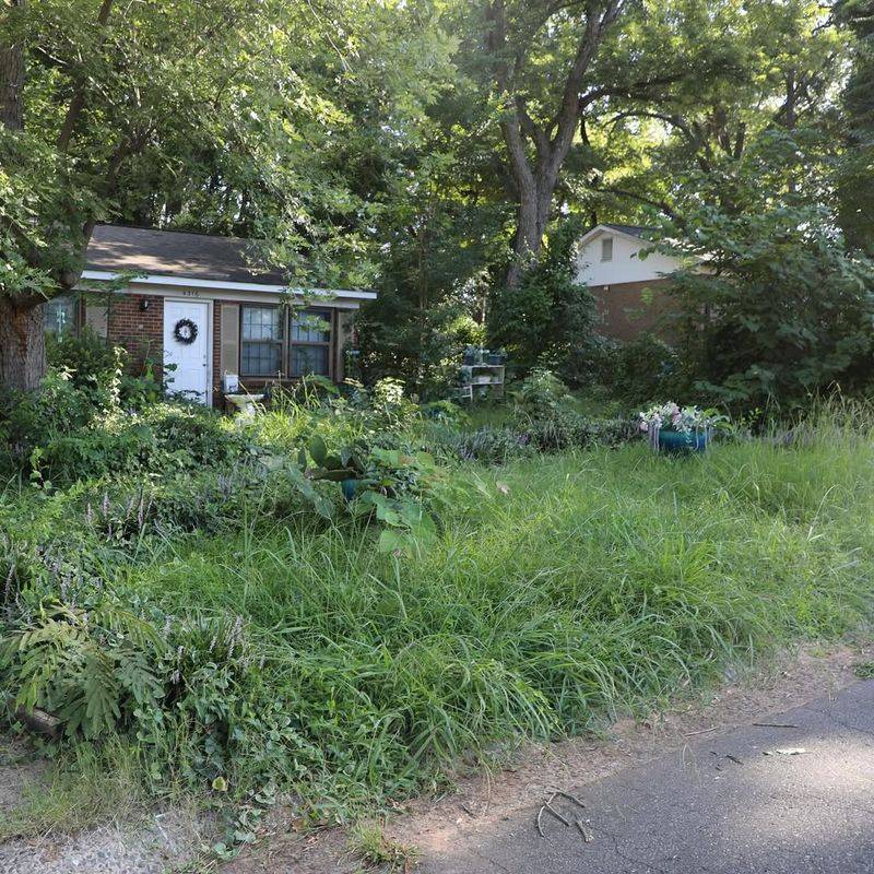 Overgrown Landscaping