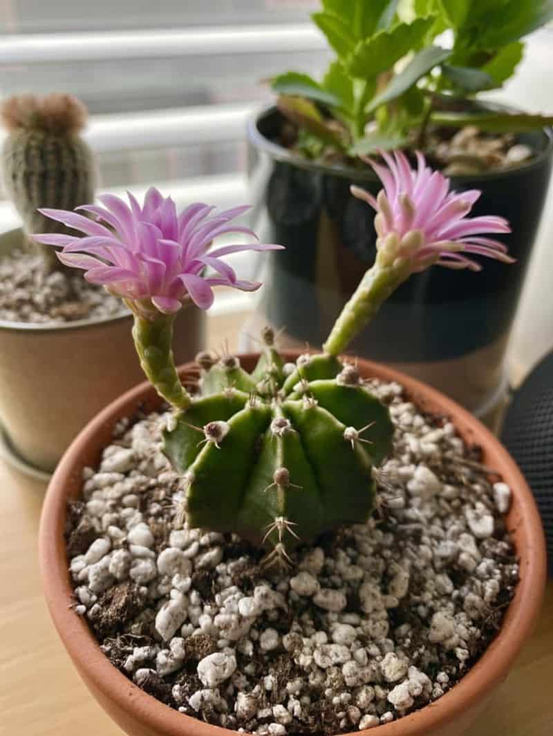 Chin Cactus