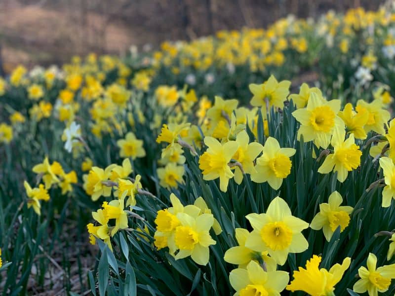 Daffodil