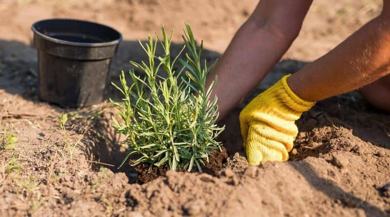 Well-Draining Soil