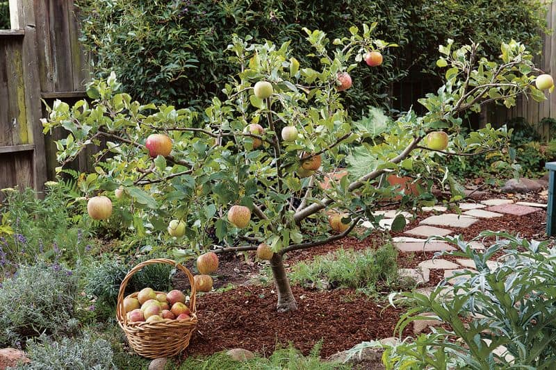 Apricot Tree