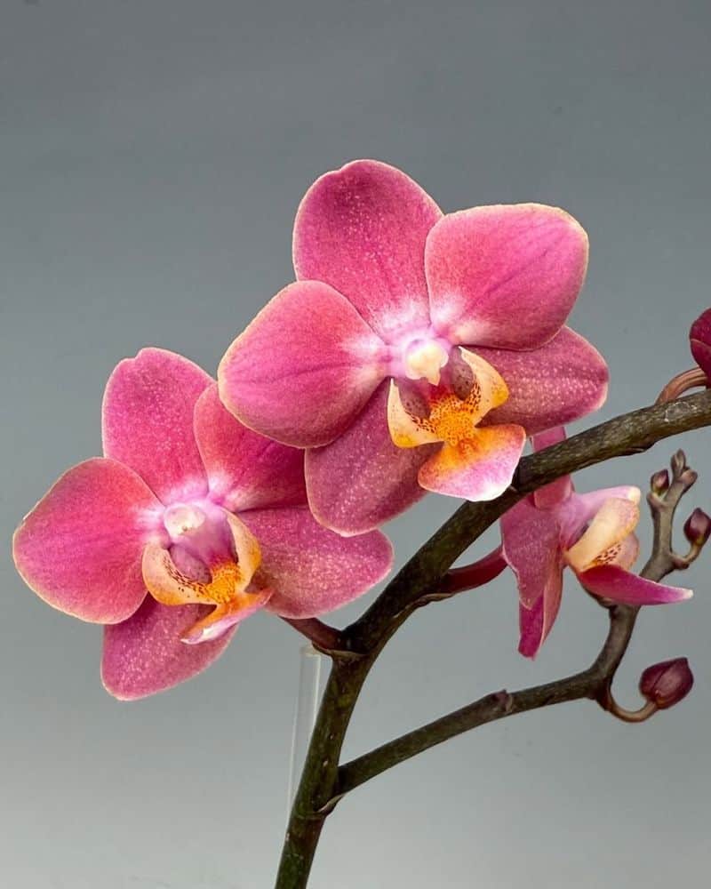 Orchids (Orchidaceae)