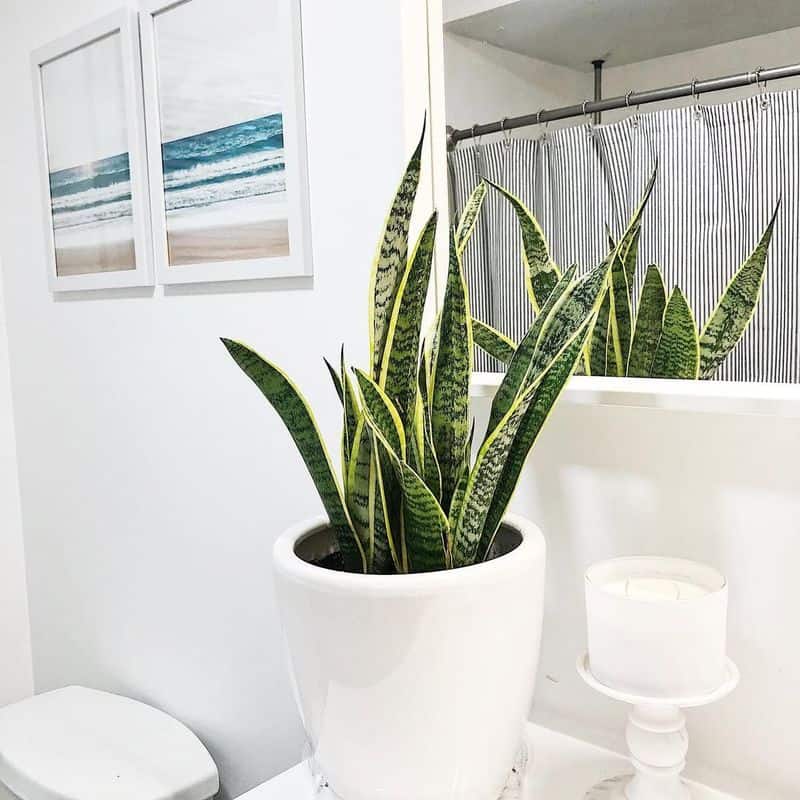 Snake Plant