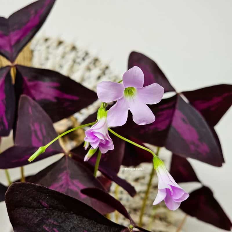 Oxalis (Oxalis triangularis)