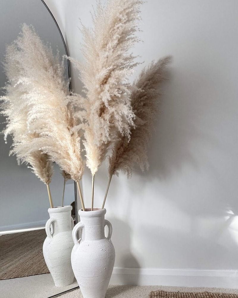 Pampas Grass Plumes