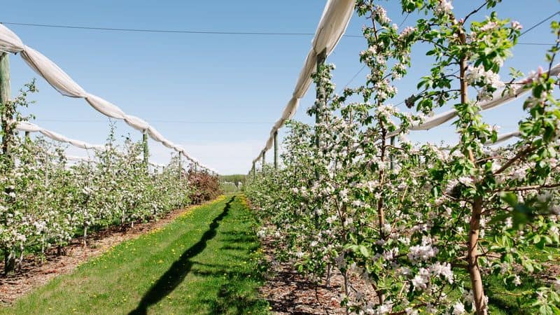 Apple Jack Orchards