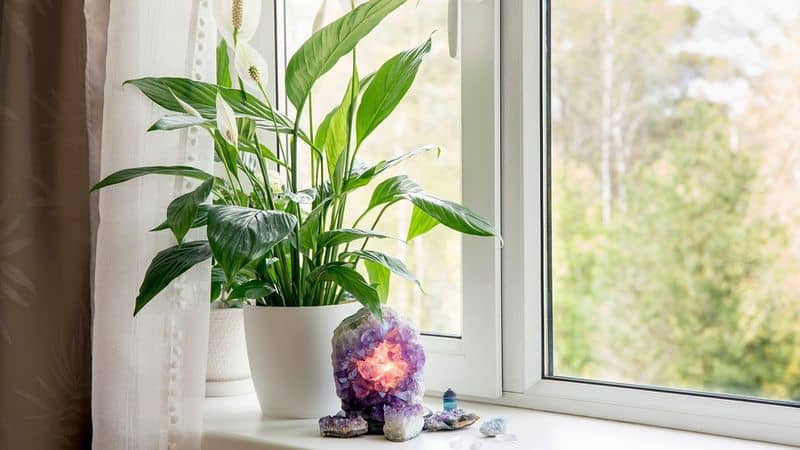 Peace Lily