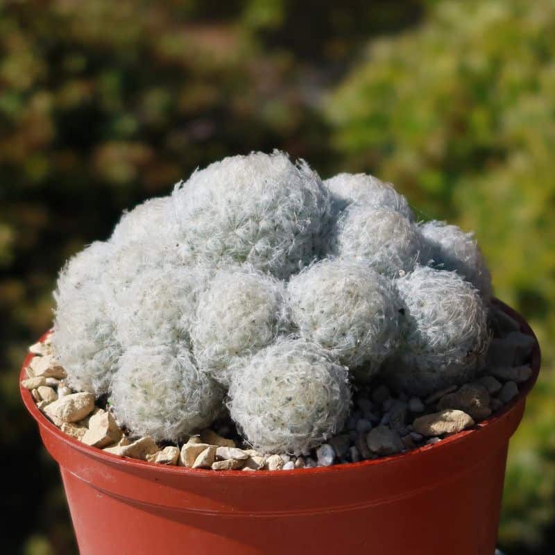 Feather Cactus