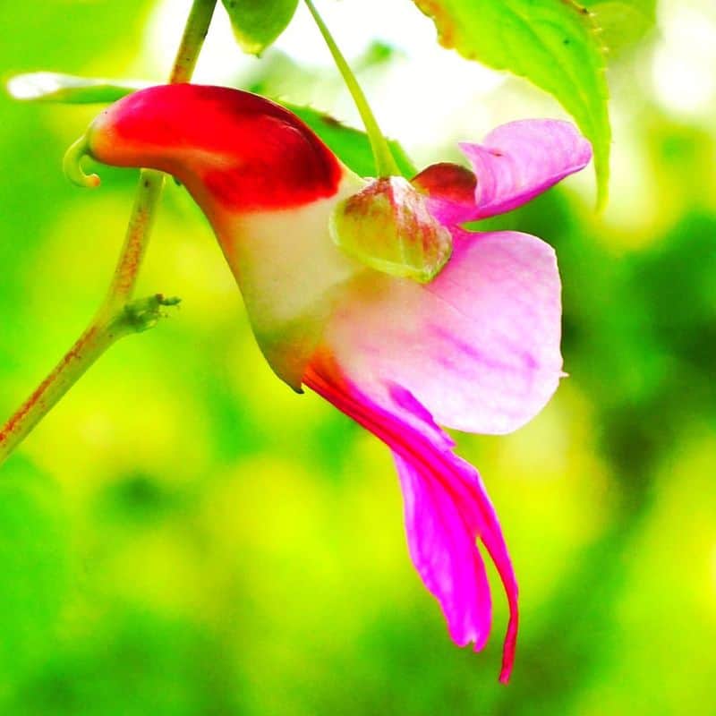 Parrot Flower (Impatiens psittacina)