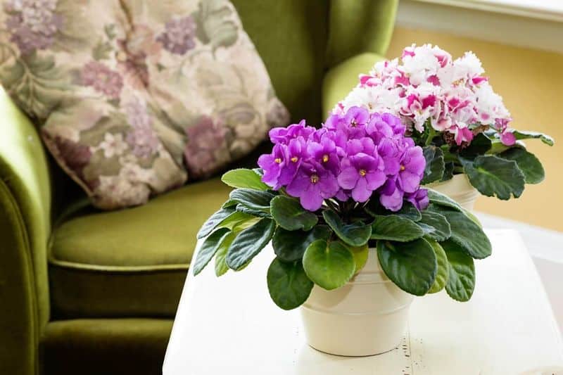 African Violet