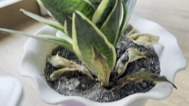 Snake Plant