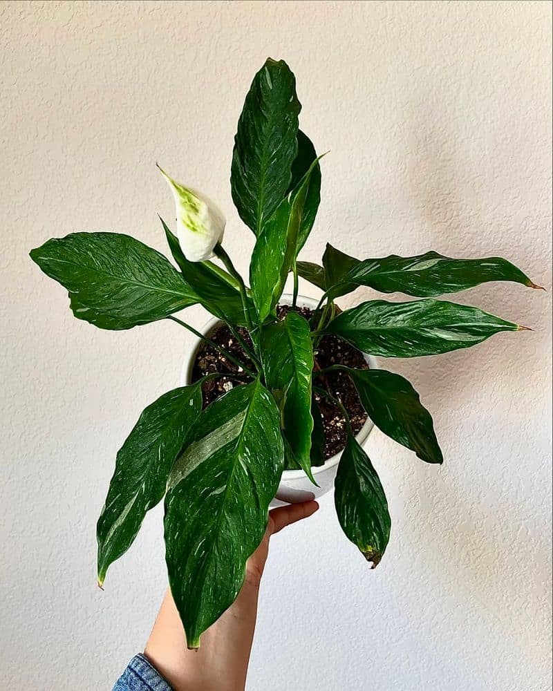 Peace Lily (Spathiphyllum sp.)