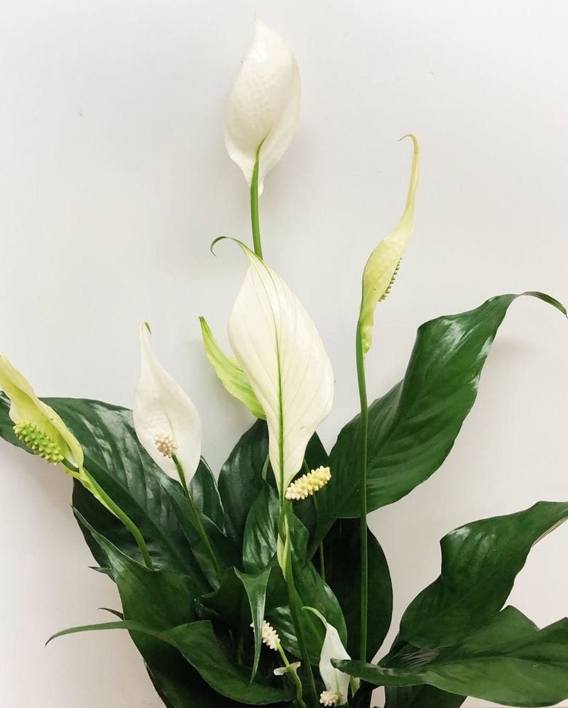 Peace Lily (Spathiphyllum)