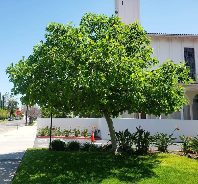 Fig Tree