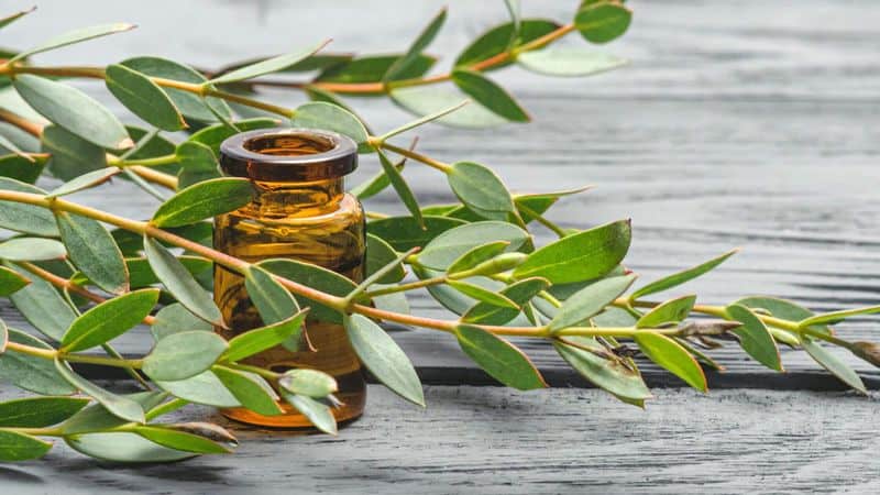 Eucalyptus Oil