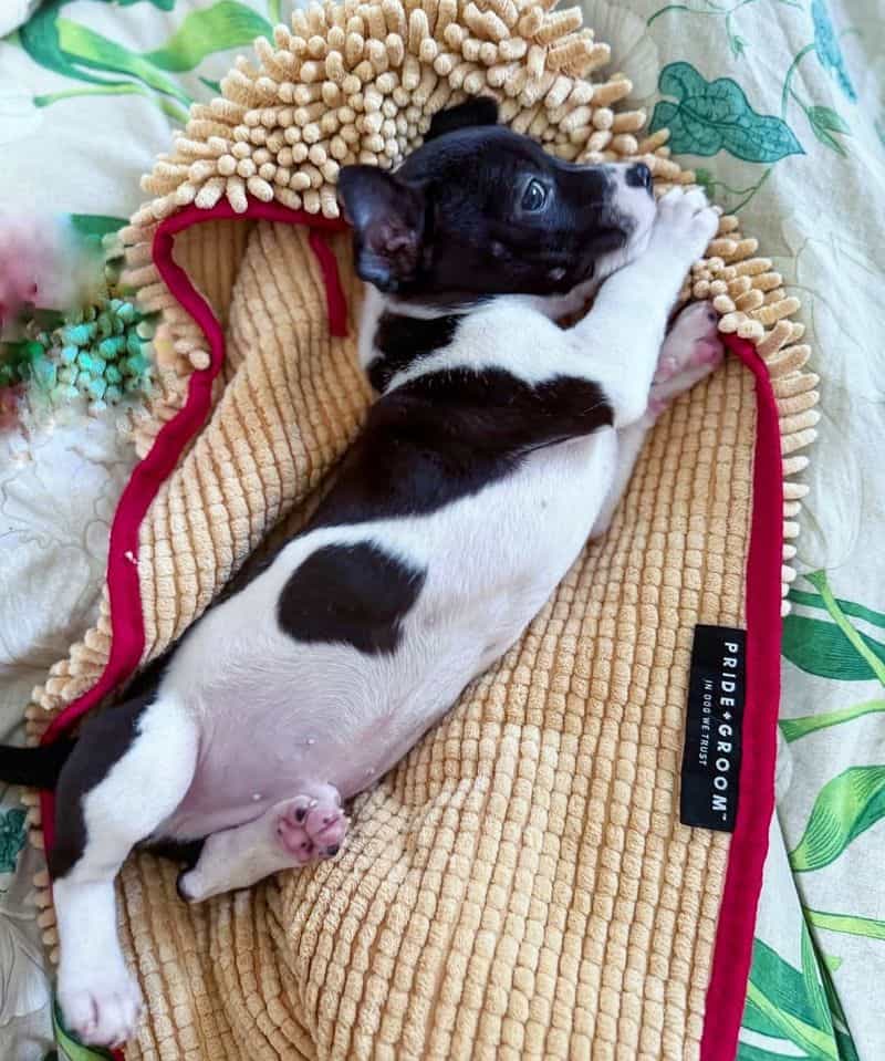 Pet Bedding