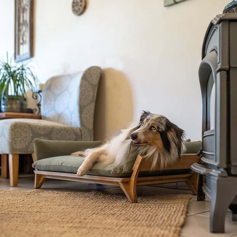 Pet-Related Eyesores