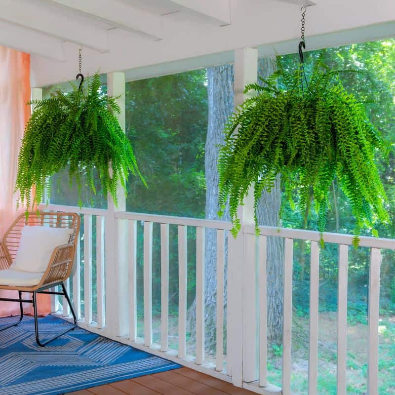 Ferns