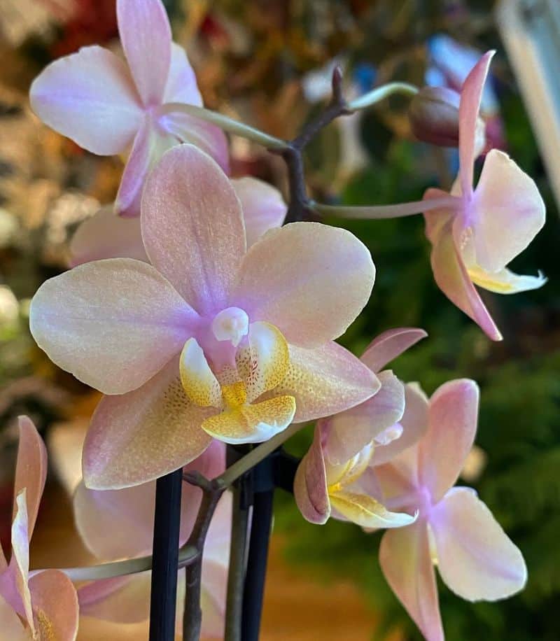 Phalaenopsis Orchid