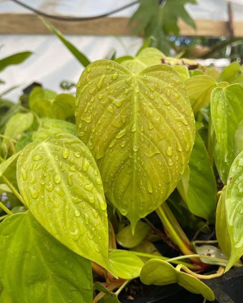 Philodendron (Philodendron spp.)