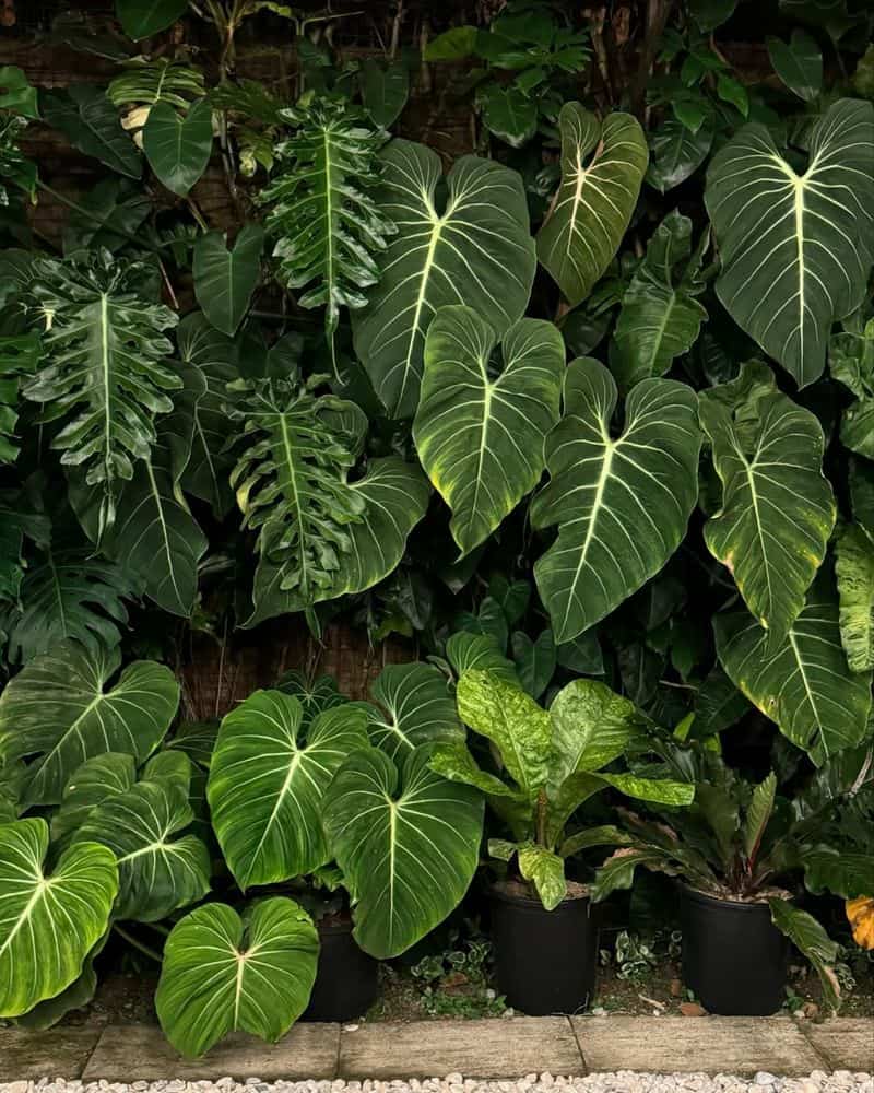 Philodendron