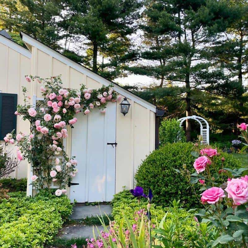 Plant Climbing Roses