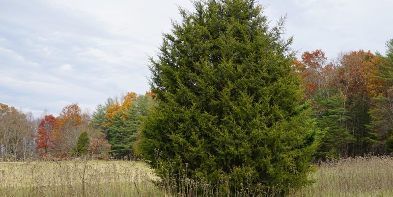 Plant Eastern Red Cedar Tree