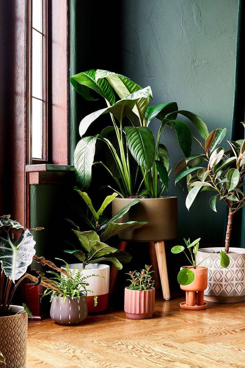 Plants