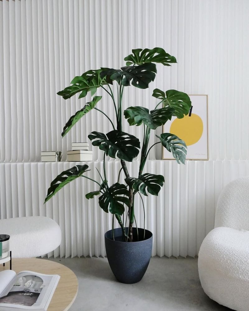Plastic Plants