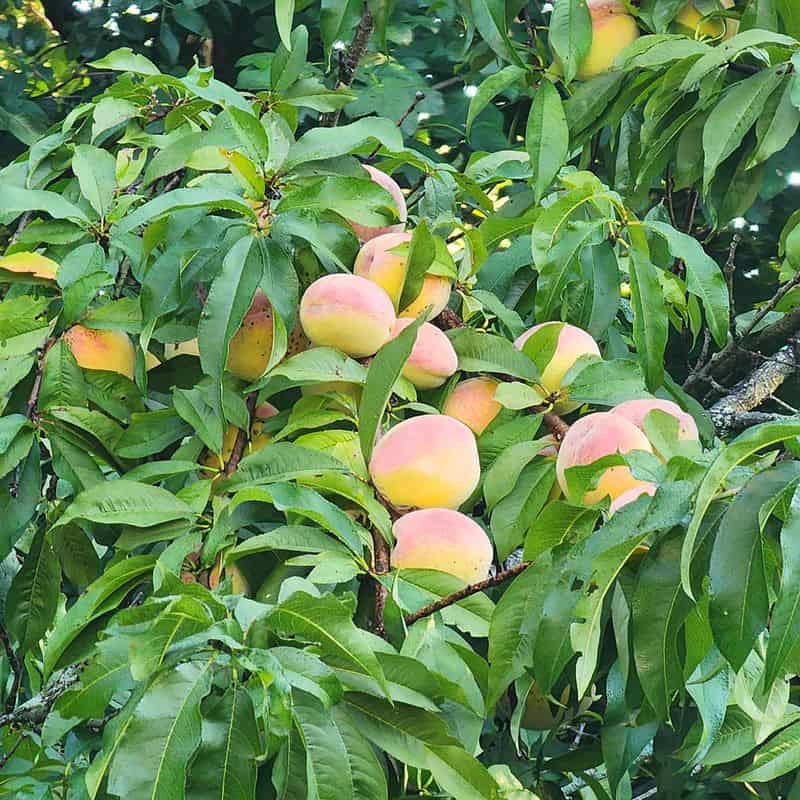 Peach Tree