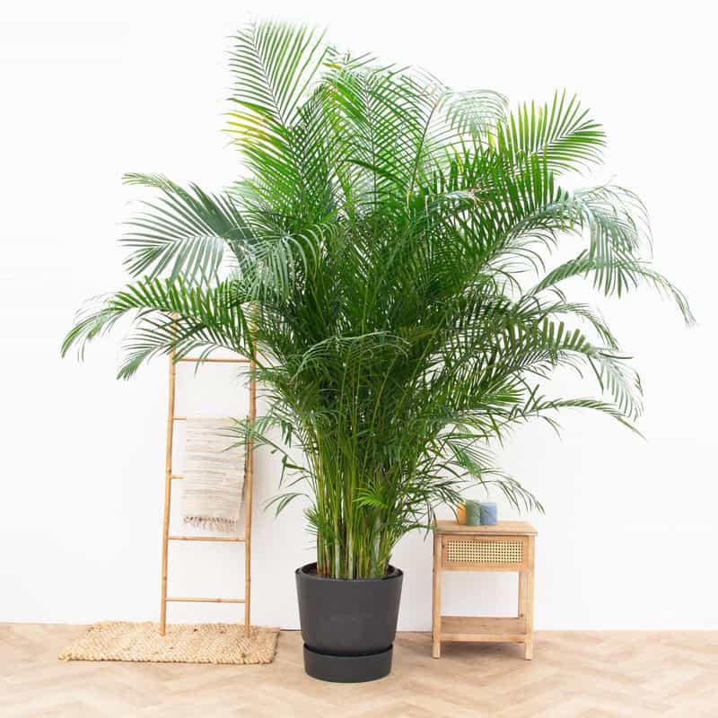 Areca Palm