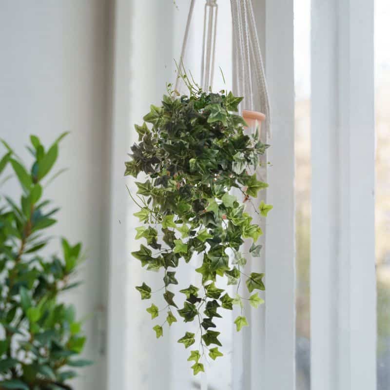 English Ivy