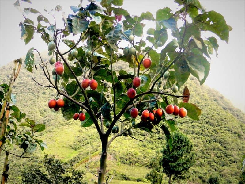 Tamarillo