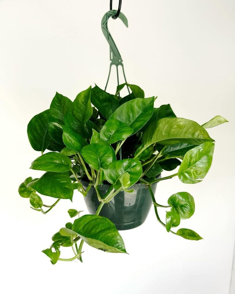 Pothos (Epipremnum aureum)