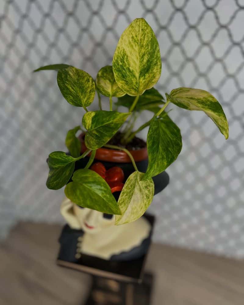 Pothos (Epipremnum aureum)