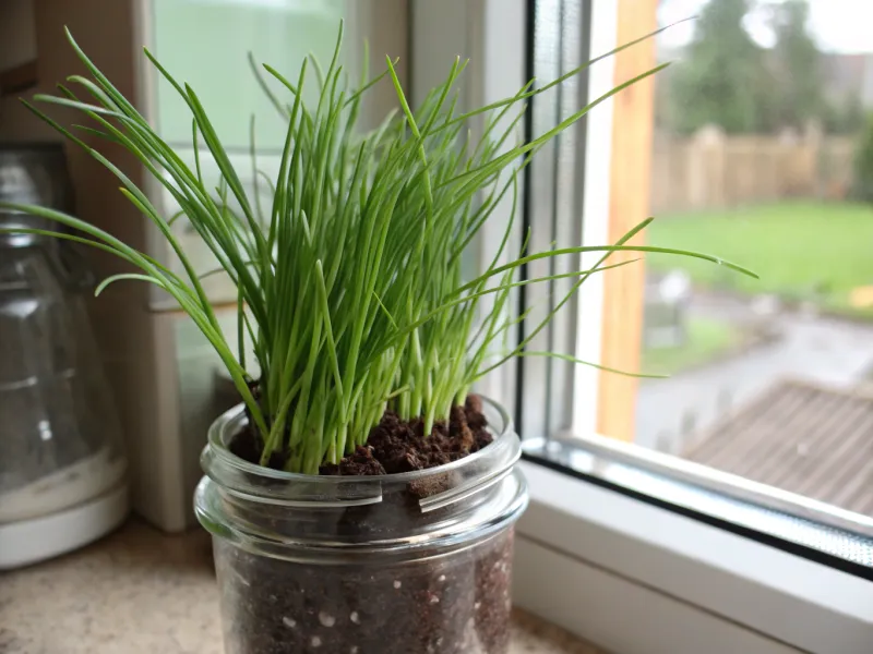 Chives