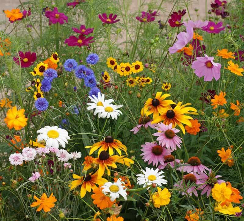 Select Suitable Seeds